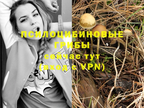 шишки Кодинск